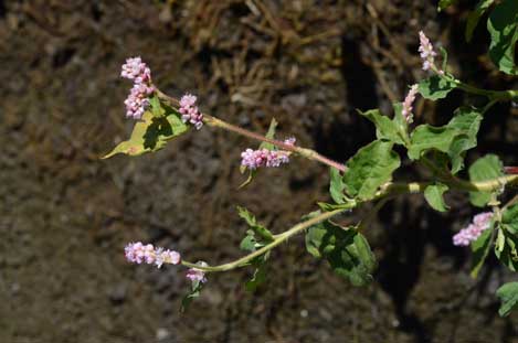 APII jpeg image of Persicaria orientalis  © contact APII