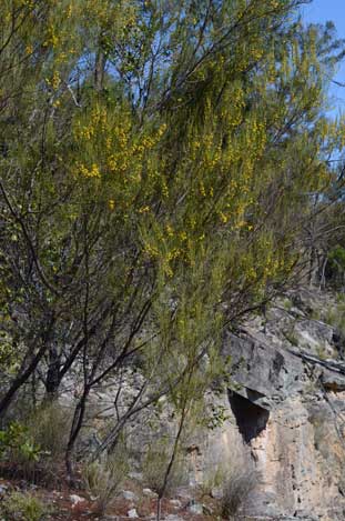 APII jpeg image of Acacia juncifolia  © contact APII