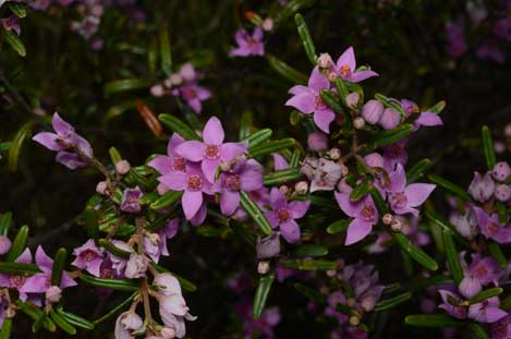 APII jpeg image of Boronia forsteri  © contact APII