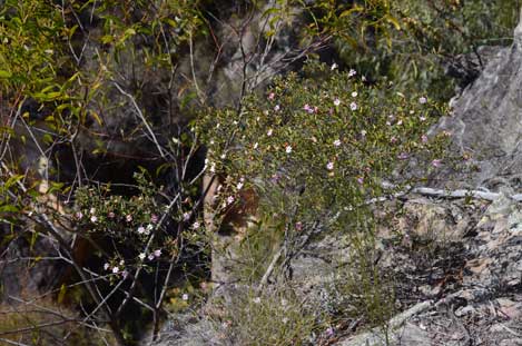 APII jpeg image of Phebalium sp. Carnarvon-Isla Gorges  © contact APII