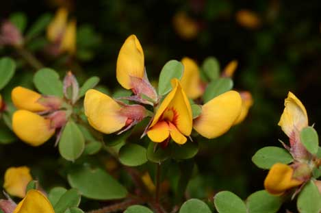 APII jpeg image of Pultenaea millarii var. millarii  © contact APII