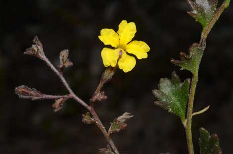 APII jpeg image of Goodenia rotundifolia  © contact APII