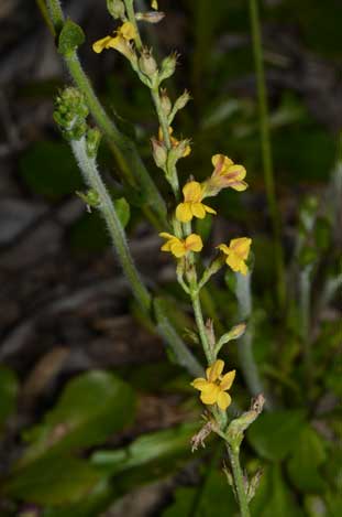 APII jpeg image of Goodenia bellidifolia subsp. argentea  © contact APII