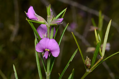 APII jpeg image of Mirbelia speciosa subsp. ringrosei  © contact APII