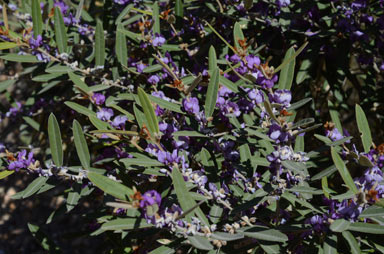 APII jpeg image of Hovea planifolia  © contact APII