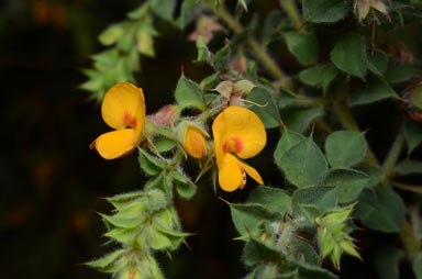 APII jpeg image of Pultenaea spinosa  © contact APII