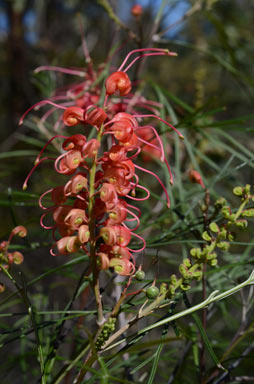 APII jpeg image of Grevillea longistyla  © contact APII