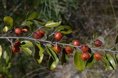 APII jpeg image of Petalostigma pachyphyllum  © contact APII