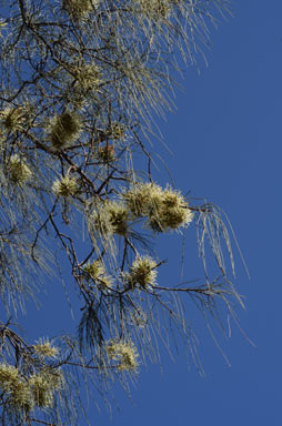 APII jpeg image of Hakea lorea  © contact APII