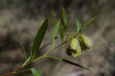 APII jpeg image of Dodonaea lanceolata var. subsessilifolia  © contact APII