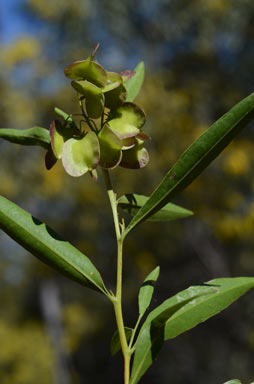 APII jpeg image of Dodonaea lanceolata var. subsessilifolia  © contact APII