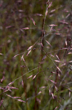 APII jpeg image of Triodia mitchellii  © contact APII