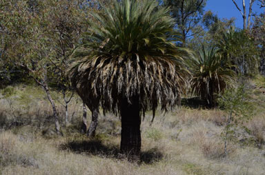 APII jpeg image of Macrozamia moorei  © contact APII