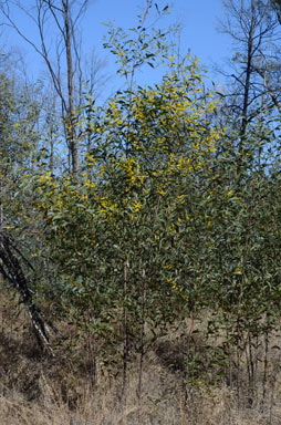 APII jpeg image of Acacia blakei subsp. blakei  © contact APII