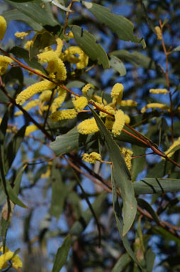 APII jpeg image of Acacia blakei subsp. blakei  © contact APII