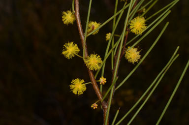 APII jpeg image of Acacia juncifolia  © contact APII