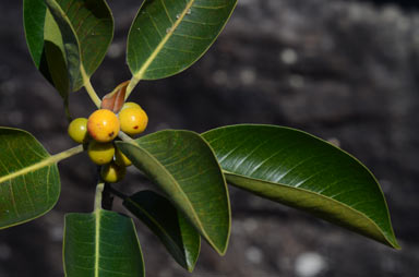 APII jpeg image of Ficus virens var. virens  © contact APII