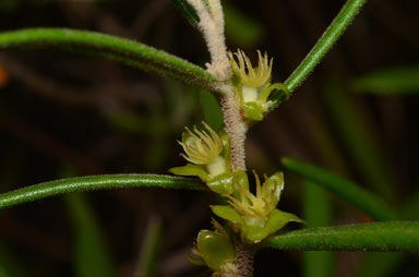 APII jpeg image of Bertya oleifolia  © contact APII