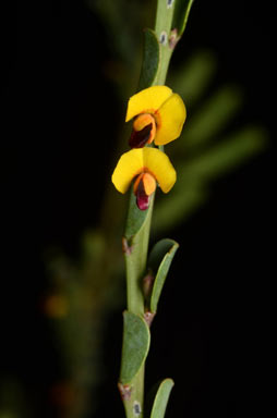 APII jpeg image of Bossiaea concolor  © contact APII