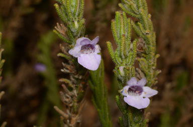 APII jpeg image of Chloanthes parviflora  © contact APII