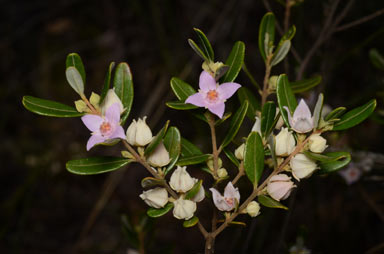 APII jpeg image of Boronia odorata  © contact APII