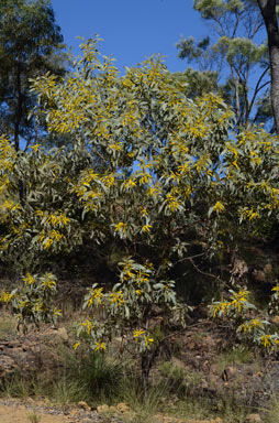 APII jpeg image of Acacia longispicata  © contact APII