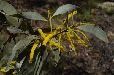 APII jpeg image of Acacia longispicata  © contact APII