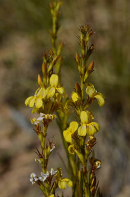 APII jpeg image of Goodenia racemosa var. racemosa  © contact APII