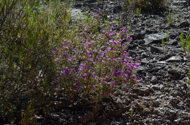 APII jpeg image of Mirbelia speciosa subsp. ringrosei  © contact APII