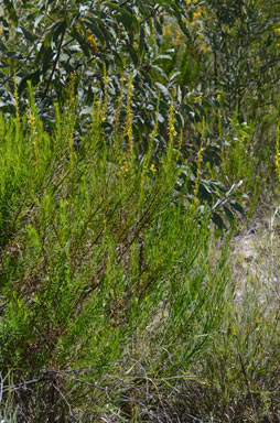 APII jpeg image of Goodenia racemosa var. racemosa  © contact APII