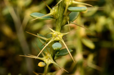 APII jpeg image of Sclerolaena intricata  © contact APII