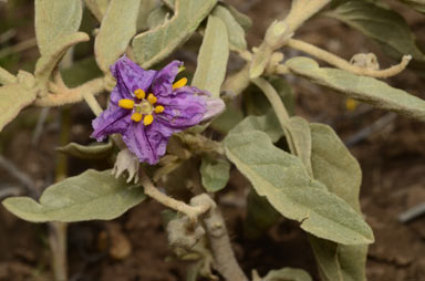 APII jpeg image of Solanum esuriale  © contact APII