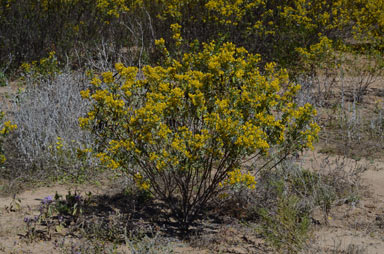 APII jpeg image of Senna artemisioides subsp. x coriacea  © contact APII