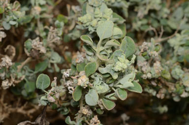 APII jpeg image of Chenopodium desertorum subsp. anidiophyllum  © contact APII