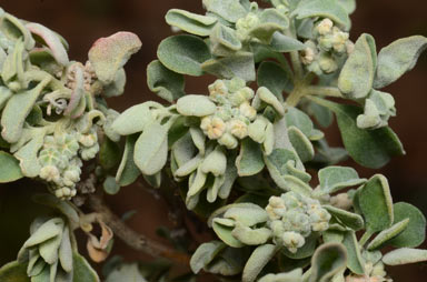 APII jpeg image of Chenopodium desertorum subsp. anidiophyllum  © contact APII