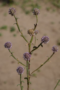 APII jpeg image of Pterocaulon sphacelatum  © contact APII