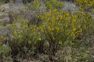 APII jpeg image of Senna artemisioides subsp. zygophylla  © contact APII