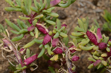 APII jpeg image of Neobassia proceriflora  © contact APII