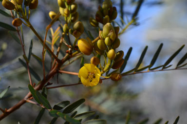 APII jpeg image of Senna pleurocarpa var. longifolia  © contact APII