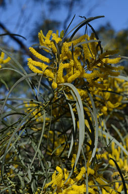 APII jpeg image of Acacia shirleyi  © contact APII