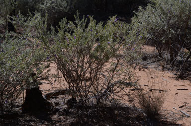 APII jpeg image of Eremophila bowmanii subsp. bowmanii  © contact APII