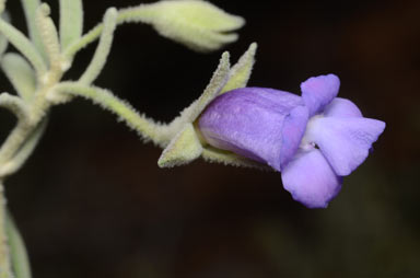 APII jpeg image of Eremophila bowmanii subsp. bowmanii  © contact APII