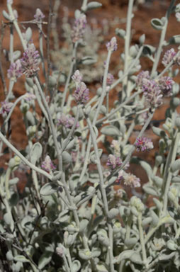 APII jpeg image of Ptilotus maconochiei  © contact APII