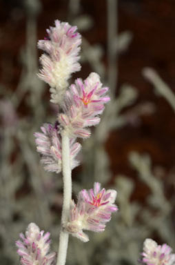 APII jpeg image of Ptilotus maconochiei  © contact APII