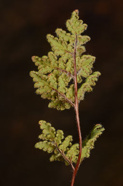 APII jpeg image of Cheilanthes brownii  © contact APII