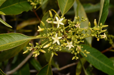 APII jpeg image of Alstonia constricta  © contact APII