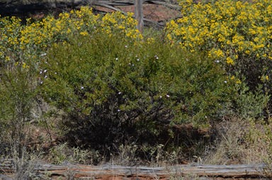 APII jpeg image of Eremophila linsmithii  © contact APII