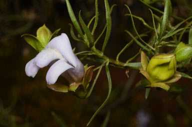 APII jpeg image of Eremophila linsmithii  © contact APII