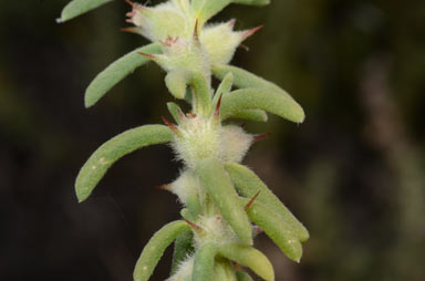 APII jpeg image of Sclerolaena bicornis var. horrida  © contact APII