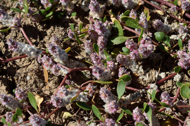 APII jpeg image of Ptilotus murrayi  © contact APII